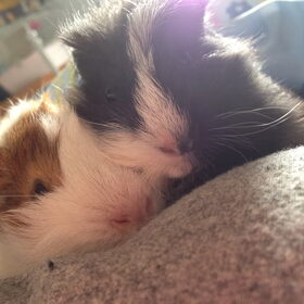 onze knabbels..zo'n lieve beestjes!