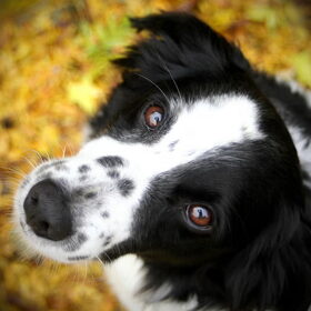 Hondenfoto van Angelique; Bruno, Charlie & Fenna  