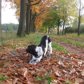 Hondenfoto van Doortje & Tibbe