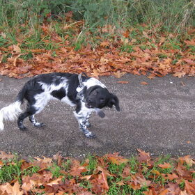 Hondenfoto van Doortje & Tibbe