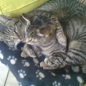 Broederliefde..