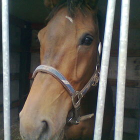 Lieve Gust..