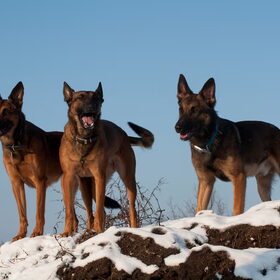 Hondenfoto van De Mecheltjes clan