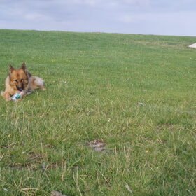 Hertha op Terschelling.