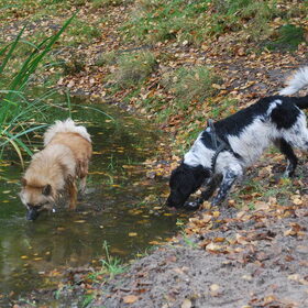 Hondenfoto van Doortje & Tibbe