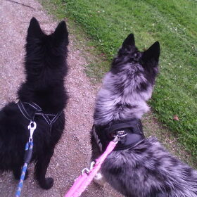 Hondenfoto van Angelique; Bruno, Charlie & Fenna  