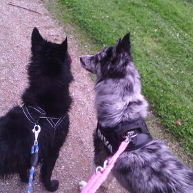 Hondenfoto van Angelique; Bruno, Charlie & Fenna  