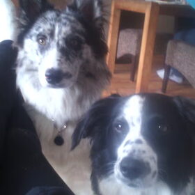 Hondenfoto van Angelique; Bruno, Charlie & Fenna  