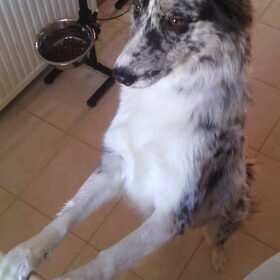 Hondenfoto van Angelique; Bruno, Charlie & Fenna  