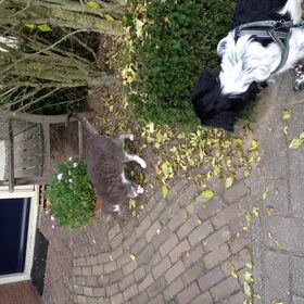 Hondenfoto van Doortje & Tibbe