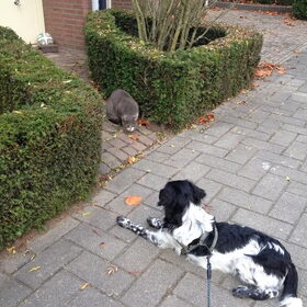 Hondenfoto van Doortje & Tibbe