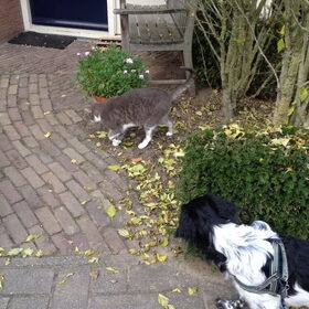 Hondenfoto van Doortje & Tibbe