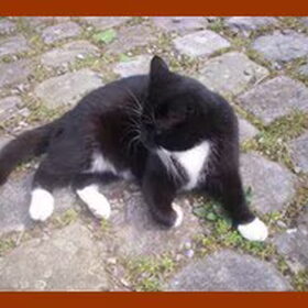 Dit is de grote vriend nu van Scooby: Jumper