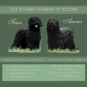 Hondenfoto van Nadine 