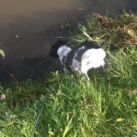 Hondenfoto van Doortje & Tibbe