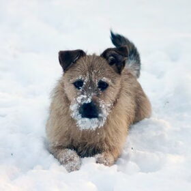 Sneeuwpret