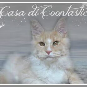 Hondenfoto van Nantastic!© Casa di Coontastic 