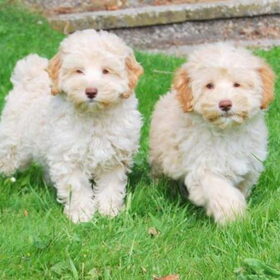 dit is mijn labradoodle 8 weken oud is het geen schatje