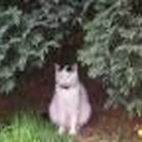 Poes Keira die even de kat uit de boom kijkt.