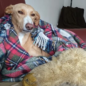 Hondenfoto van Anita