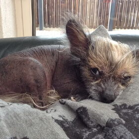 Onze Fuzzy, Speels, lief, en vooral GEliefd. H Hij heeft negen…