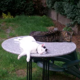 Lekker luieren Keira en ( Elvis ) in de zon op tafel