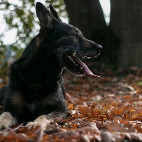 Dit is Max