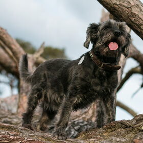 Luna is de bossen :)