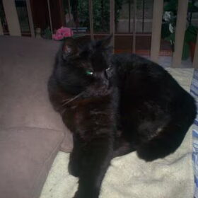 Blacky