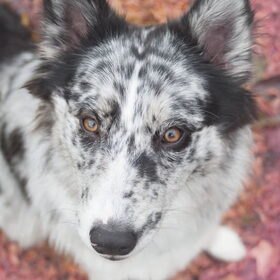 Hondenfoto van Angelique; Bruno, Charlie & Fenna  