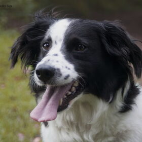 Hondenfoto van Angelique; Bruno, Charlie & Fenna  