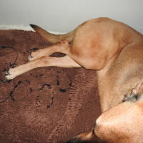 Hondenfoto van patricia,  *Spikey* Nino & Lola