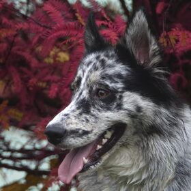 Hondenfoto van Angelique; Bruno, Charlie & Fenna  