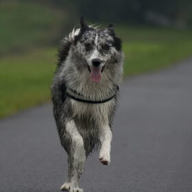 Hondenfoto van Angelique; Bruno, Charlie & Fenna  