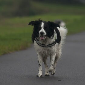 Hondenfoto van Angelique; Bruno, Charlie & Fenna  
