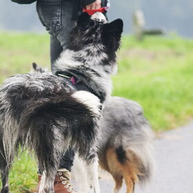 Hondenfoto van Angelique; Bruno, Charlie & Fenna  