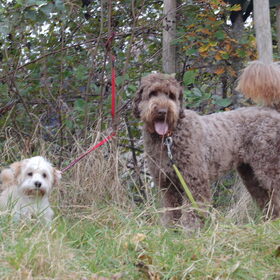 Hondenfoto van Ilse met haar schatjes: Binny & Stoetel