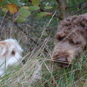 Hondenfoto van Ilse met haar schatjes: Binny & Stoetel