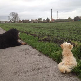 Hondenfoto van Ilse met haar schatjes: Binny & Stoetel