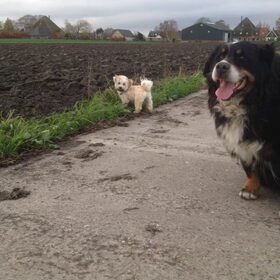 Hondenfoto van Ilse met haar schatjes: Binny & Stoetel