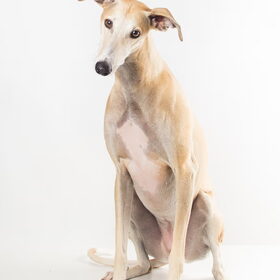Hondenfoto van Ina, Misty en Aysa