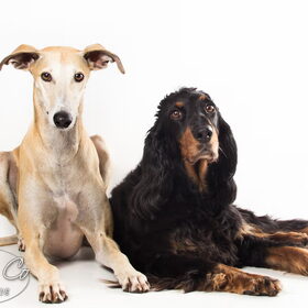 Hondenfoto van Ina, Misty en Aysa