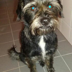 Hondenfoto van Ciska en Spanjaardje Moh (Bambi r.i.p.)