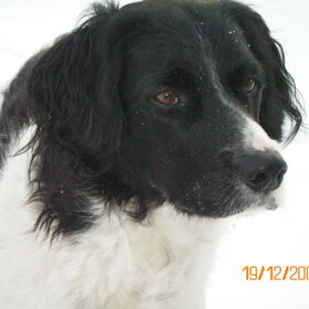 Zorro