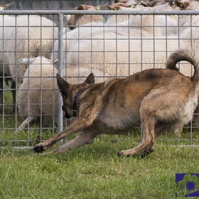 Hondenfoto van Dutchshepherdteam 