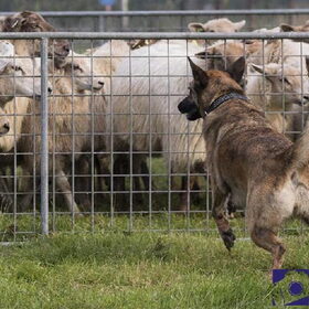 Hondenfoto van Dutchshepherdteam 