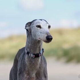 Rust zacht, lieve Chequered! 07.01.2003 ~ 27.11.2015