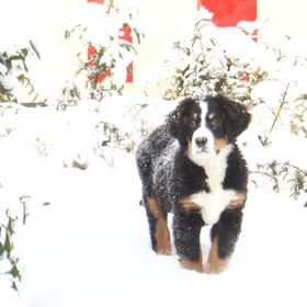 Hondenfoto van Lisa & doggs