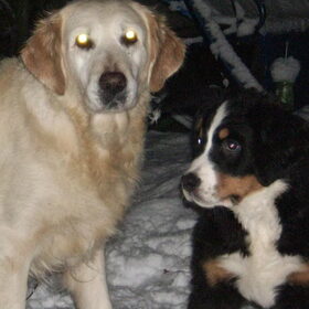 Hondenfoto van Lisa & doggs
