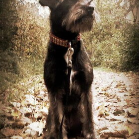 Hondenfoto van Ciska en Spanjaardje Moh (Bambi r.i.p.)